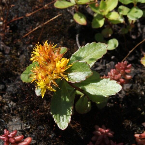 Phedimus hybridus Flower