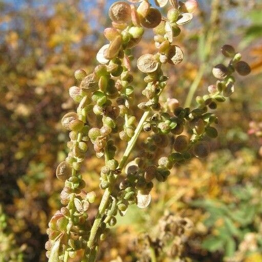 Atriplex micrantha Fruto