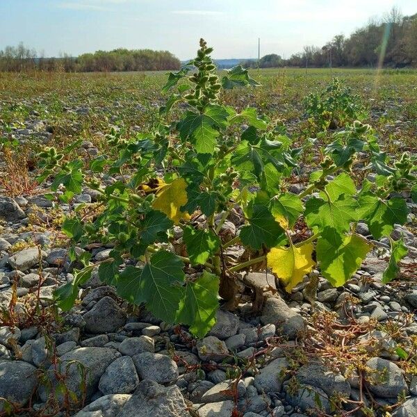 Xanthium strumarium Hàbitat