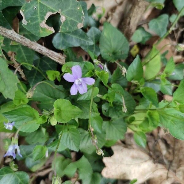 Viola reichenbachiana Blodyn