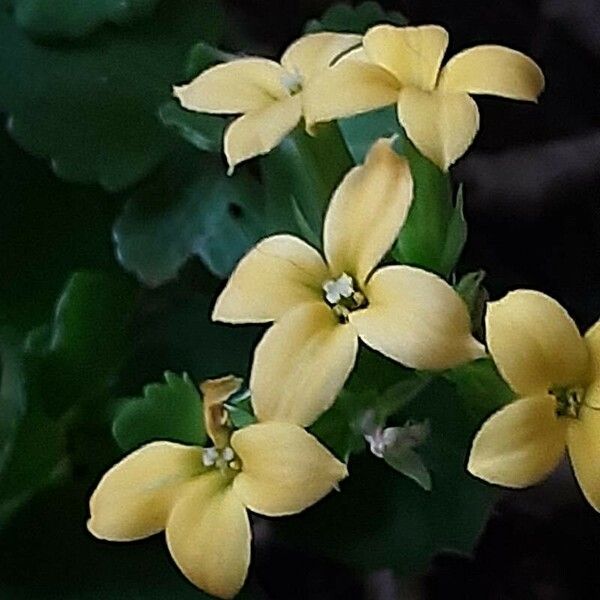 Kalanchoe blossfeldiana Fleur