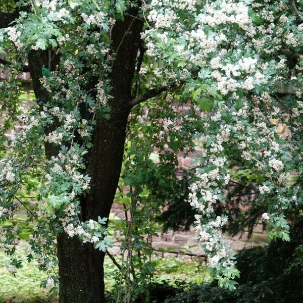 Crataegus azarolus Outro