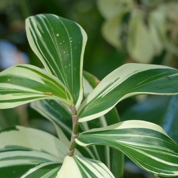 Hellenia speciosa Levél