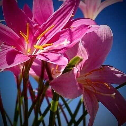 Zephyranthes carinata ফুল