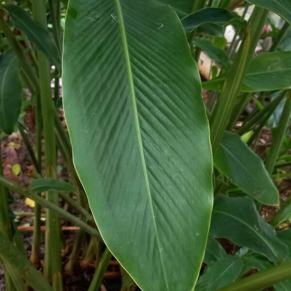 Alpinia purpurata Hoja