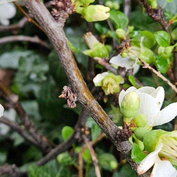 Chaenomeles speciosa Koor