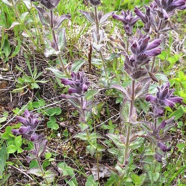 Bartsia alpina Habit