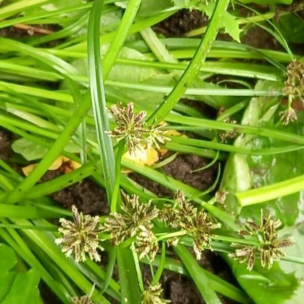 Cyperus fuscus Λουλούδι