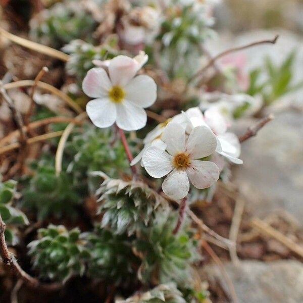 Androsace villosa Habit