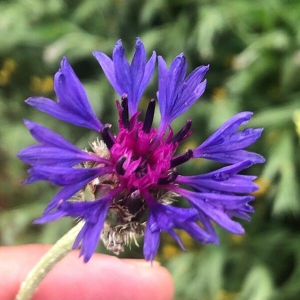 Centaurea triumfettii ফুল