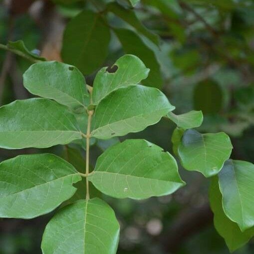 Lonchocarpus sericeus Leaf