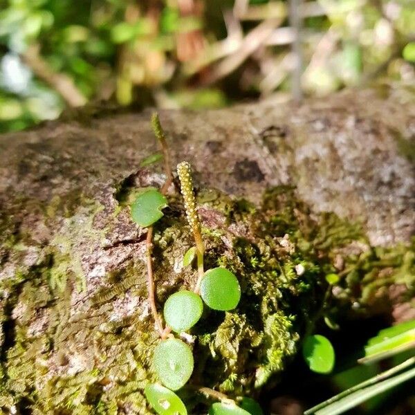 Peperomia tenuicaulis List