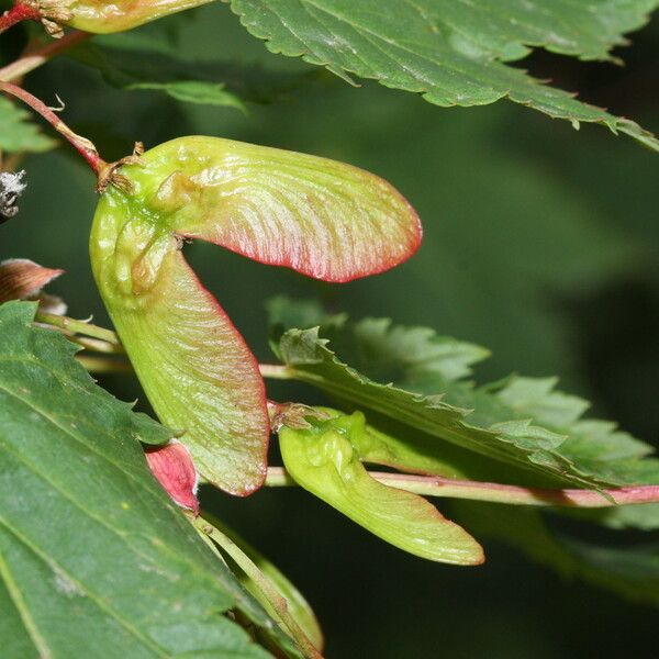 Acer glabrum Plod