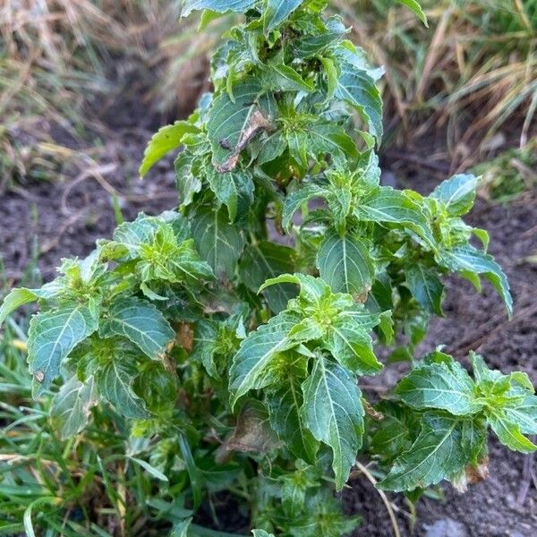 Mercurialis annua Vivejo