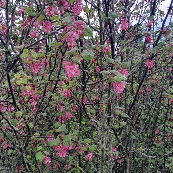 Ribes sanguineum Vekstform