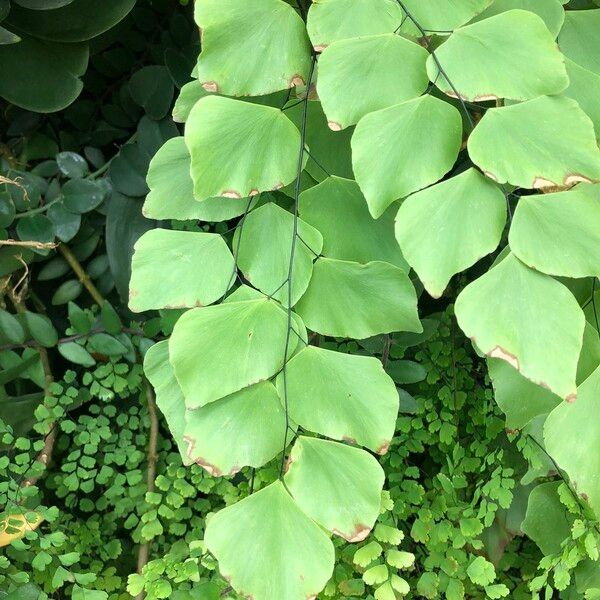 Adiantum peruvianum Leaf