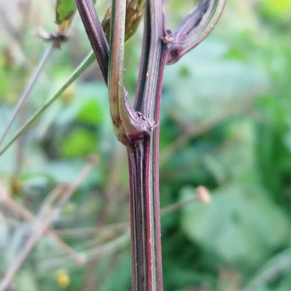 Bidens bipinnata 樹皮