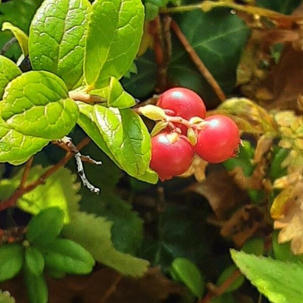 Vaccinium vitis-idaea Froito