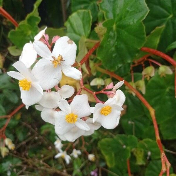 Begonia minor Blodyn