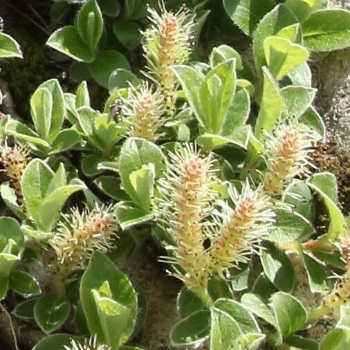 Salix pyrenaica Flower