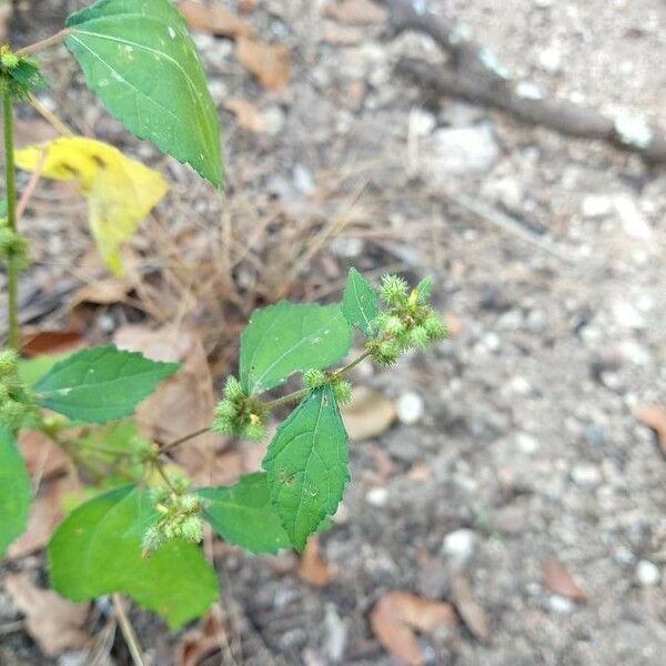 Triumfetta rhomboidea Fruit