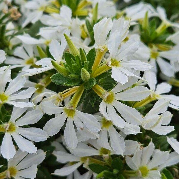 Scaevola plumieri Blomma