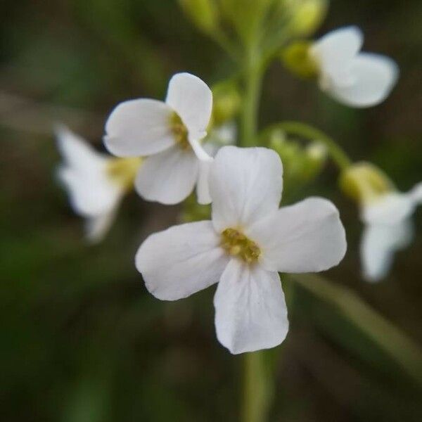 Arabidopsis halleri Кветка