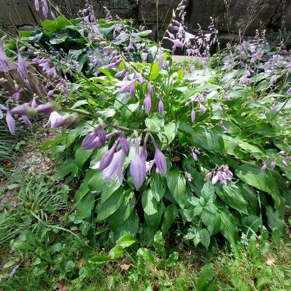 Hosta lancifolia Flower