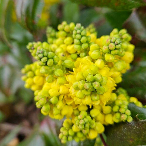 Berberis repens 花