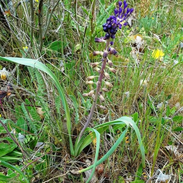 Muscari comosum Hábito