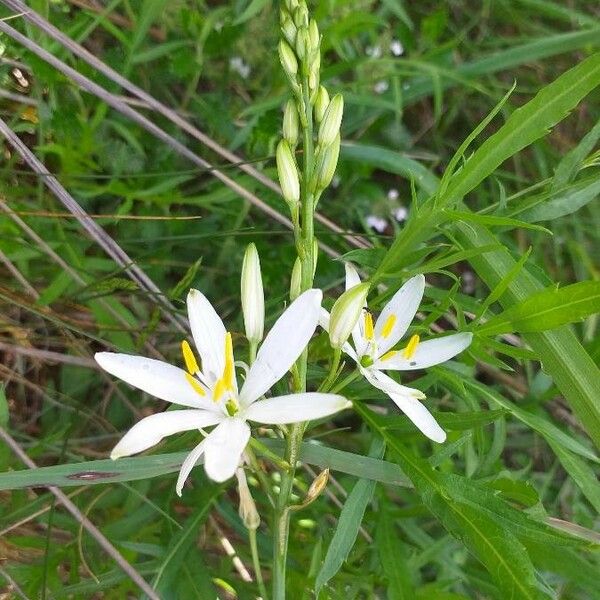 Anthericum liliago Blomma