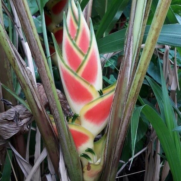 Heliconia wagneriana Blomst