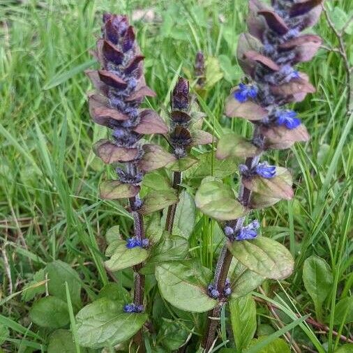 Ajuga reptans Blomst