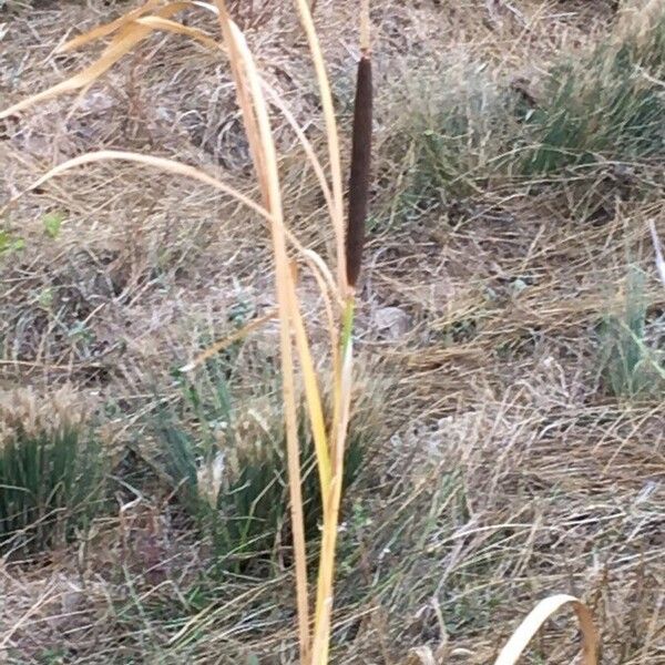 Typha domingensis Кветка