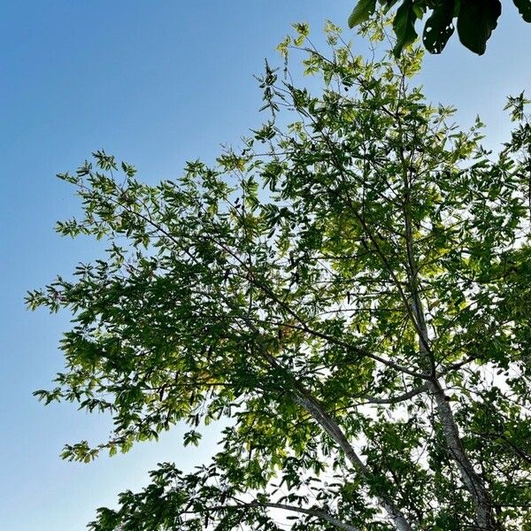 Cassia grandis Blad