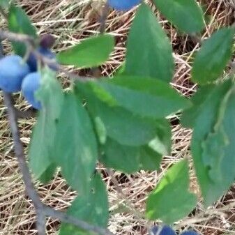 Vaccinium uliginosum Deilen