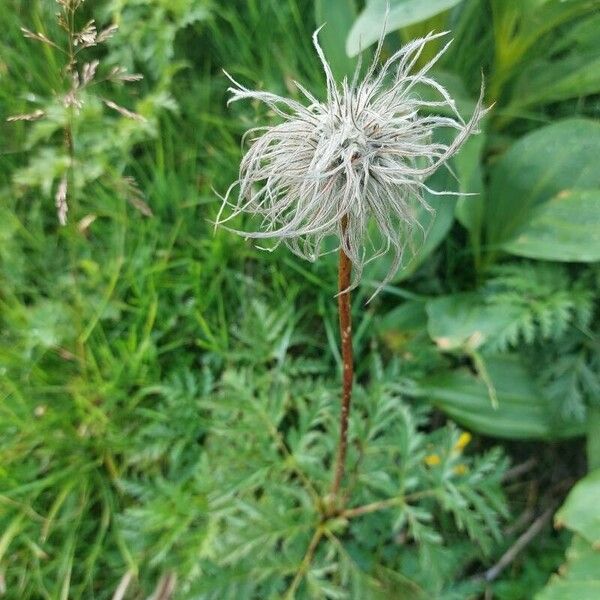 Pulsatilla alpina Blodyn