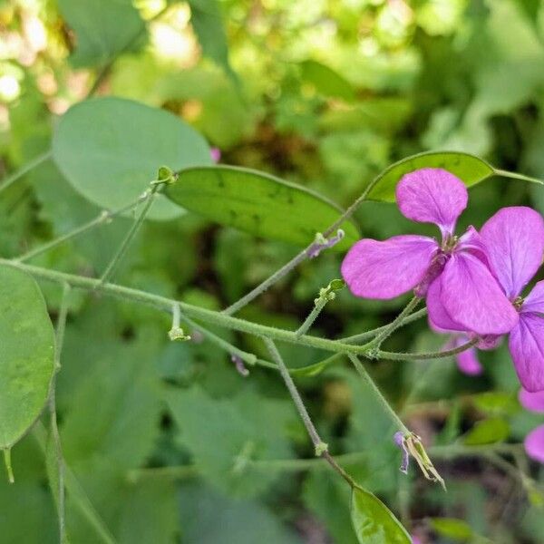 Lunaria annua Лист