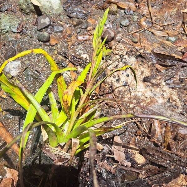 Tillandsia fasciculata পাতা