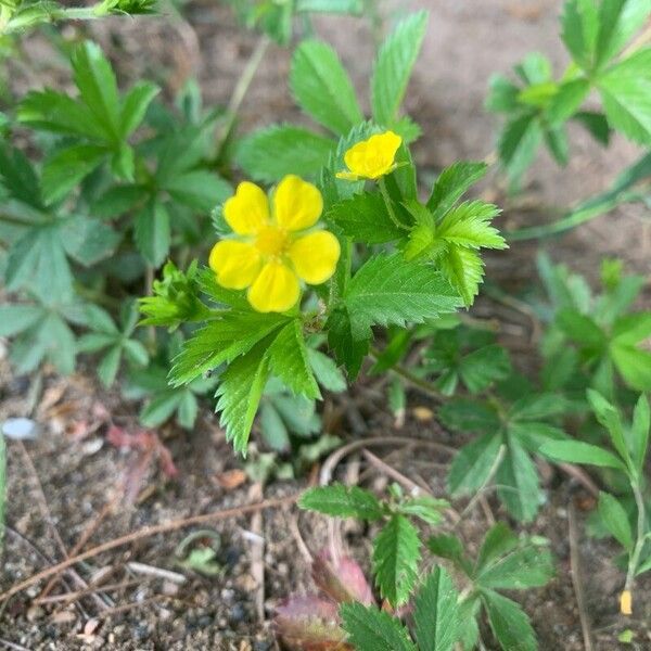 Potentilla simplex Flower