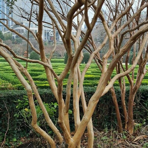 Lagerstroemia indica বাকল