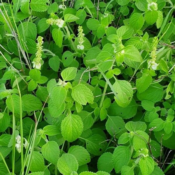 Platostoma hildebrandtii Habitat