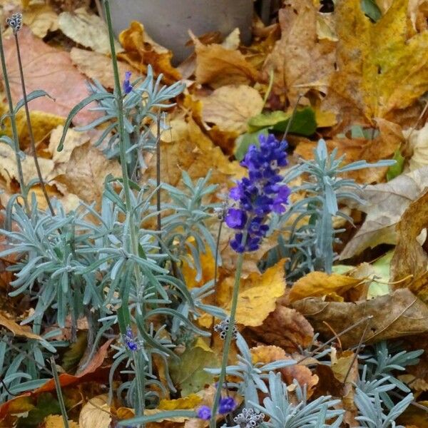 Lavandula angustifolia Blüte