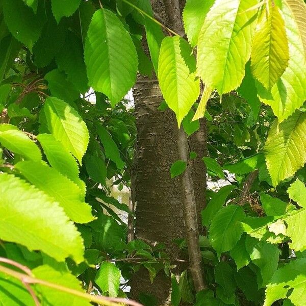 Prunus avium 樹皮