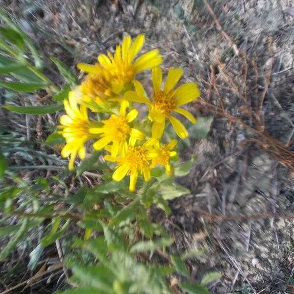 Dittrichia viscosa Flower