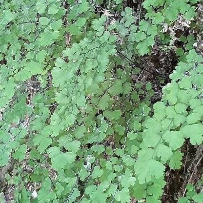 Adiantum capillus-veneris Levél