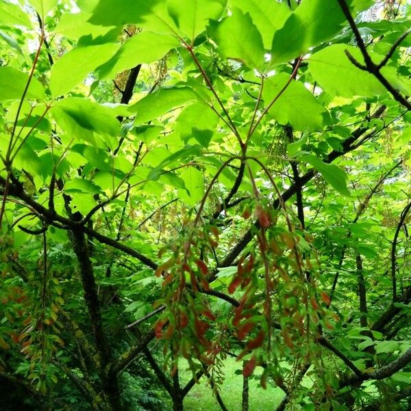 Acer cissifolium Flower