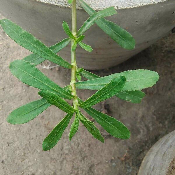 Alternanthera philoxeroides Blad