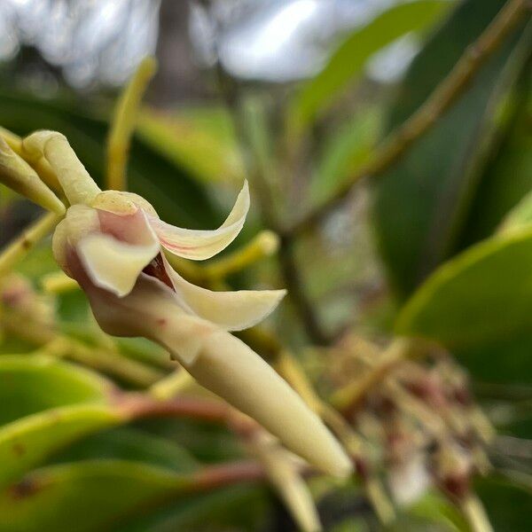 Agatea longipedicellata Floro