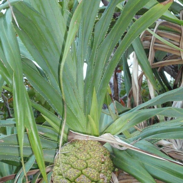 Pandanus tectorius Gyümölcs